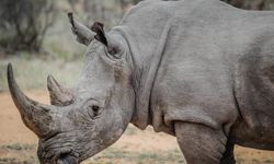 Badak di Kalimantan Timur Sisa Dua, Kemenhut Siapkan Induk Pengganti