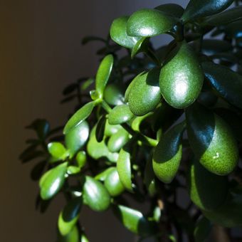 Ilustrasi tanaman hias jade plant. 