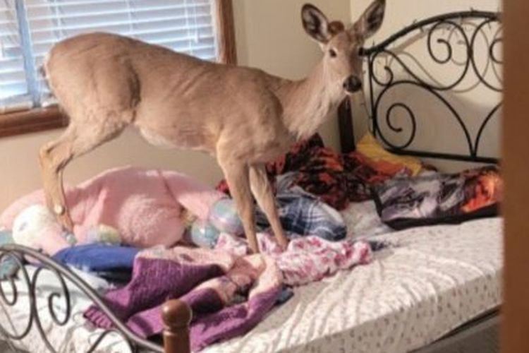 Rusa Bobol Rumah di Michigan, Acak-acak Tempat Tidur