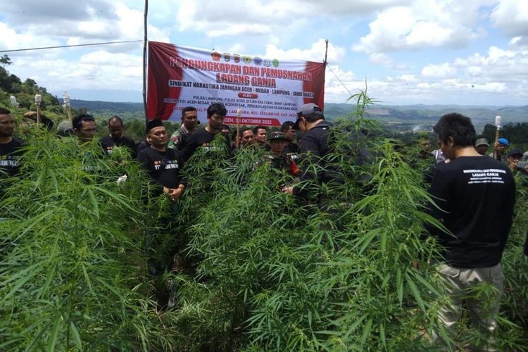 Ditnarkoba Polda Lampung memusnahkan 12 ton ganja langsung di ladangnya yang berada di Aceh, Selasa (25/10/2022).