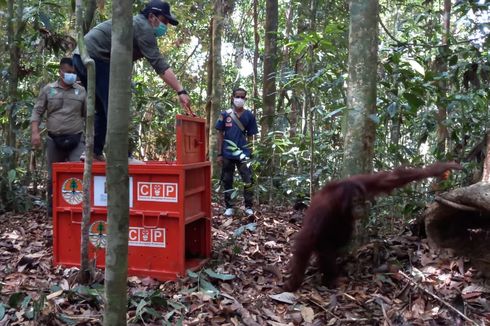 Susuri Sungai dan Terobos Hutan demi Kembalikan Orangutan 