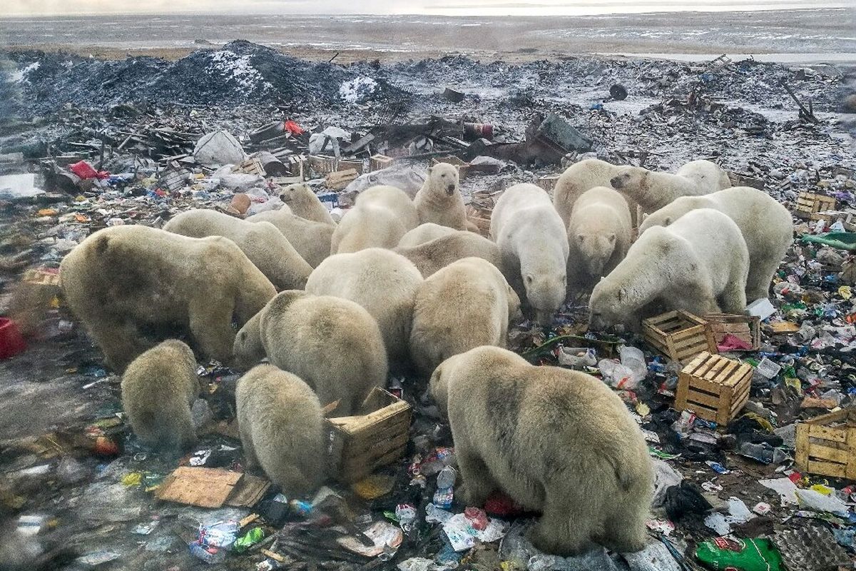 Beruang kutub berkumpul di pembuangan sampah di Belushya Guba, pesisir Rusia
