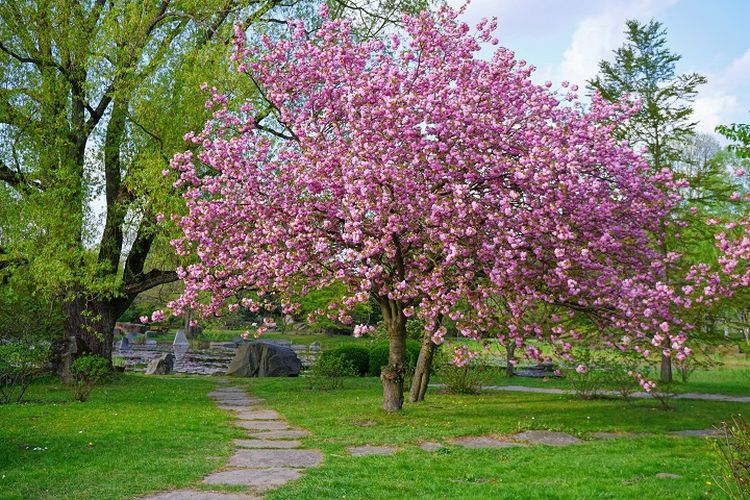 Ilustrasi pohon - Pohon Ceri Jepang (Prunus serrulata).