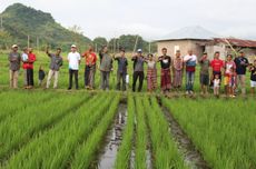 7 Hasil Pertanian Indonesia