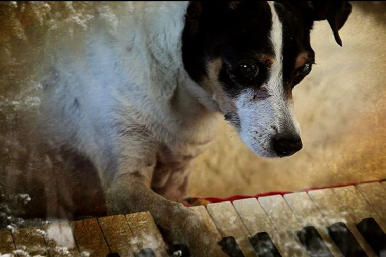 Film Heart of a Dog (2015) karya Laurie Anderson.