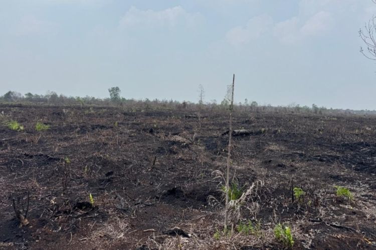 Berawal dari Karhutla, Polisi Ungkap Perambahan 6 Hektare Hutan di Bengkalis