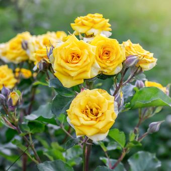 Ilustrasi bunga mawar kuning.