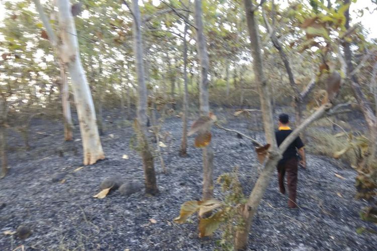 Semak belukar hutan Poko di Desa Sendang, Kecamatan Jambon, Kabupaten Ponorogo, Jawa Timur terbakar, Jumat (7/7/2017).