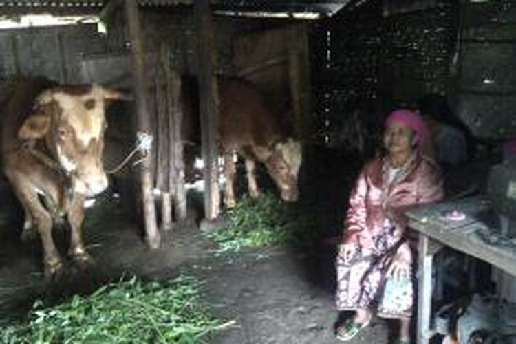Ibu Sukita (77) tahun, selama tujuh tahun hidup di kandang sapi bersama dua ekor sapi miliknya. Ia adalah warga Kota Malang, Jawa Timur.Kamis (12/3/2015).