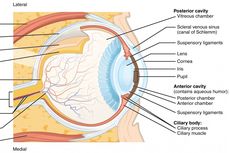 Iris Mata: Pengertian dan Fungsinya