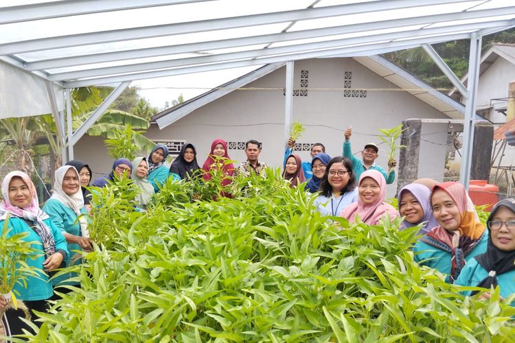 Panen sayuran hidroponik untuk cegah inflasi di Pangkalpinang, Bangka Belitung, Senin (23/10/2023).