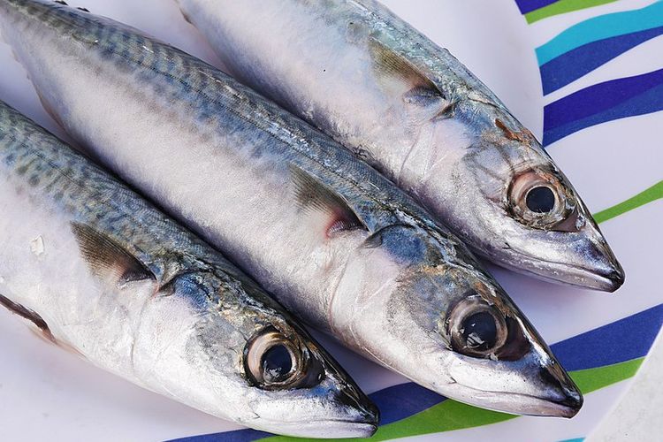 atlantic mackerel