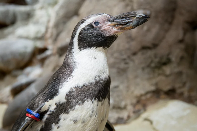 Mochica hidup di kebun binatang Oregon, AS sepanjang hidupnya. Usianya yang sangat tua (31 tahun) menjadikan Machica sebagai salah satu penguin tertua di Bumi.