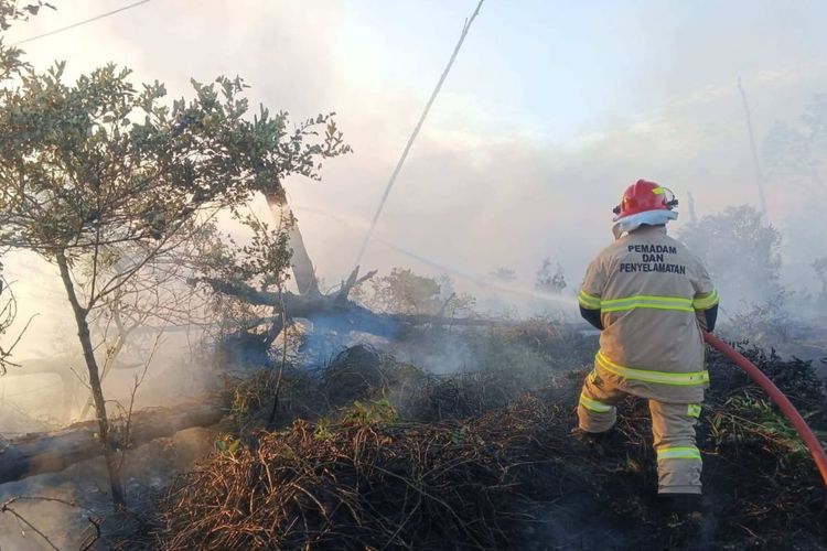 Lahan 7 Hektar di Pulau Sebatik Nunukan Hangus Terbakar, Damkar Duga Sengaja Dibakar