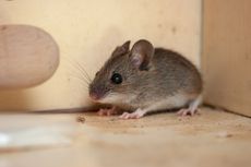 Tak Seperti Biasanya, Seekor Tikus di Walis Rapikan Barang-barang Gudang Setiap Malam