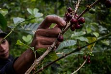 Derita Ratusan WNI Pemetik Buah di Inggris, Terbelit Utang Kini Berjuang Cari Bantuan Diplomatik