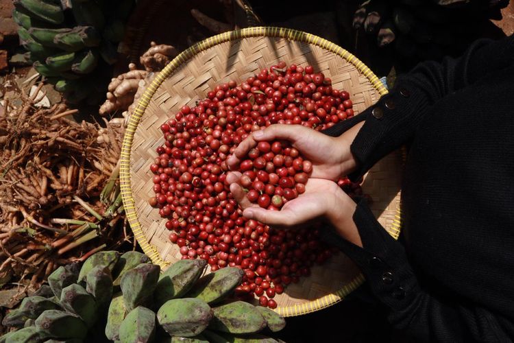 Foto : Bekasi Punya Kebun Kopi, Ada Robusta hingga Kopi Arabika Aceh