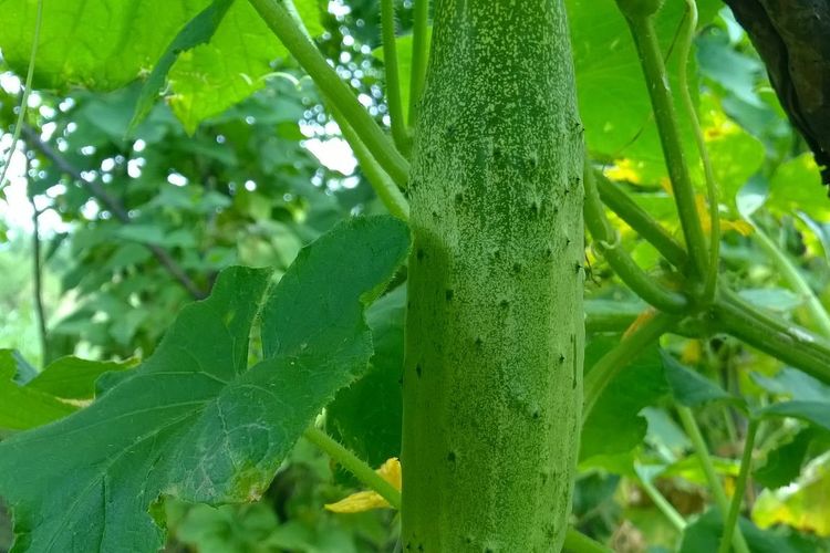 Ilustrasi tanaman mentimun, menanam mentimun. 