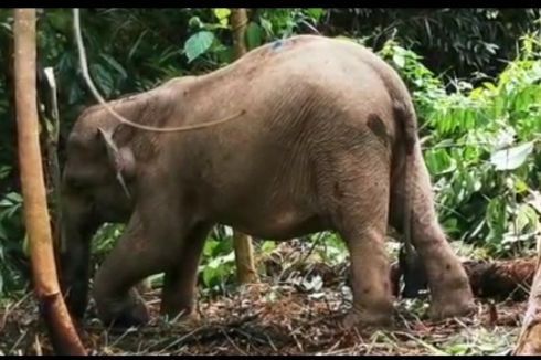 Terkena Jerat Pemburu, Anak Gajah Terpisah dari Rombongan