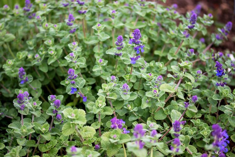 Ilustrasi tanaman catnip. 