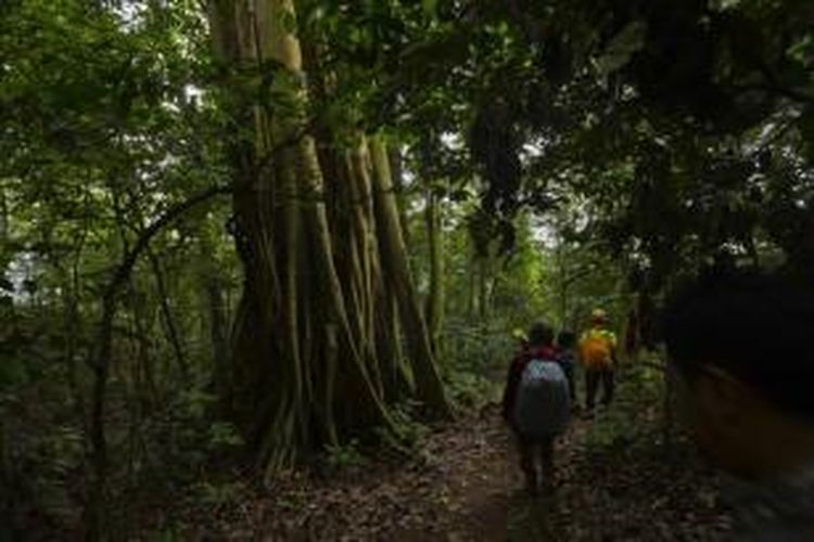 Jalur trekking puncak Gunung Parang, Desa Pasanggrahan, Tegalwaru, Purwakarta, Jumat (27/2/2015). Wisata alam hutan dan tebing gunung api purba ini jarang dikenal, meskipun hanya berjarak sekitar 70 kilometer dari ibu kota Jakarta.