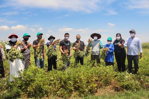 Hasil Produksi Petani Kacang Mitra TaniHub Bakal Diserap Garudafood