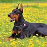 7 Ras Anjing Hitam yang Populer dan Banyak Dipelihara