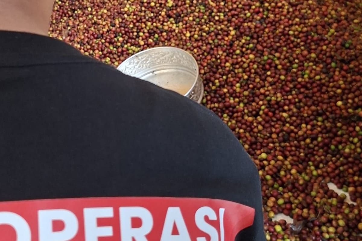 Foto: Kopi red bean Desa Baderan, Kecamatan Sumbermalang, Kabupaten Situbondo Provinsi Jawa Timur yang terletak di Lereng Pegunungan Argopuro.