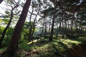 4 Lokasi Syuting Film Exhuma di Korea Selatan, Ada Hutan