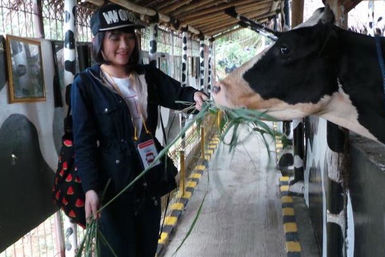 Kinal JKT48 memberi makan sapi perah dalam kegiatan OFC JKT48 di Cimory Mountain View, Bogor, Jawa Barat, Sabtu (4/7/2015).