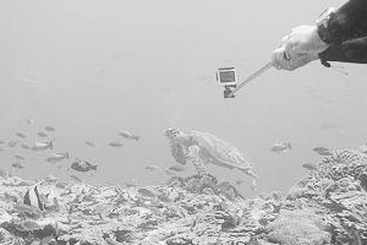 Salah satu daya tarik wisata bawah laut di Bali adalah Nusa Penida, Kabupaten Klungkung. Titik selam favorit penyelam dari dalam ataupun luar negeri adalah Crystal Bay. Di lokasi ini, pada musim tertentu muncul ikan raksasa mola-mola (oceanic sunfish) yang biasa hidup di laut dalam. 