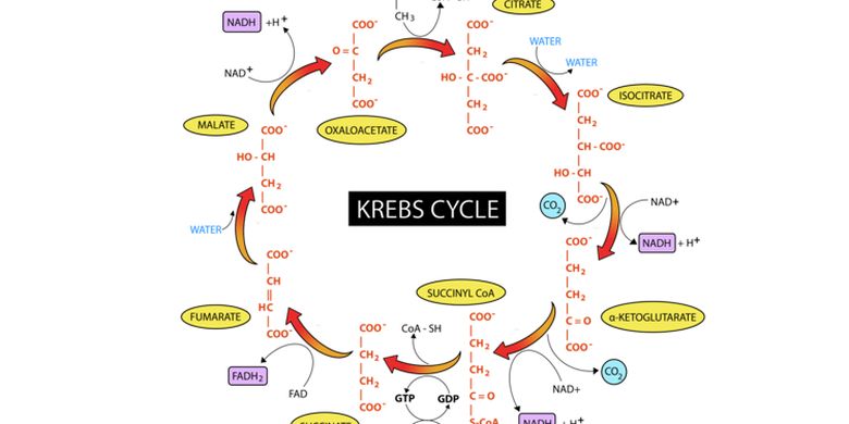 Siklus Krebs Atau Siklus Asam Sitrat Pada Manusia
