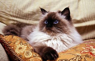 Karakteristik dan cara merawat kucing Himalaya.