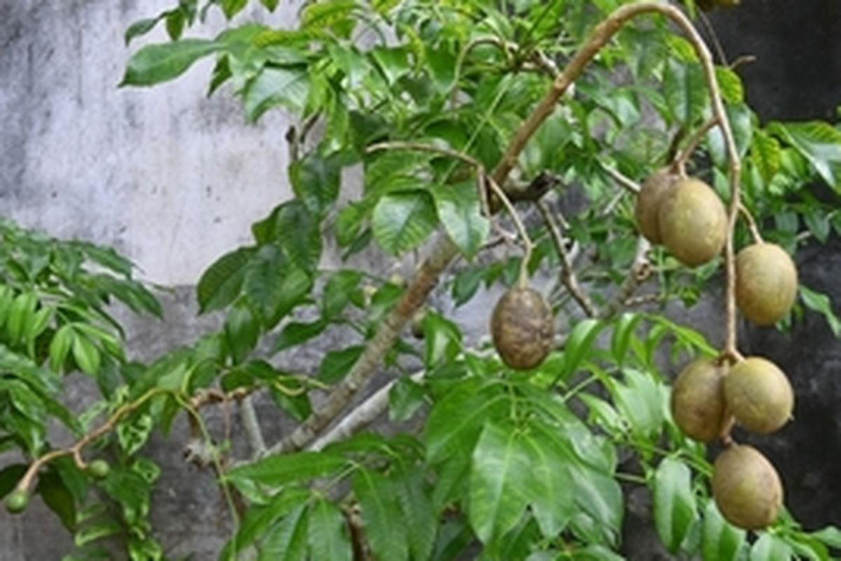 Ilustrasi kedondong yang ditanam dalam pot