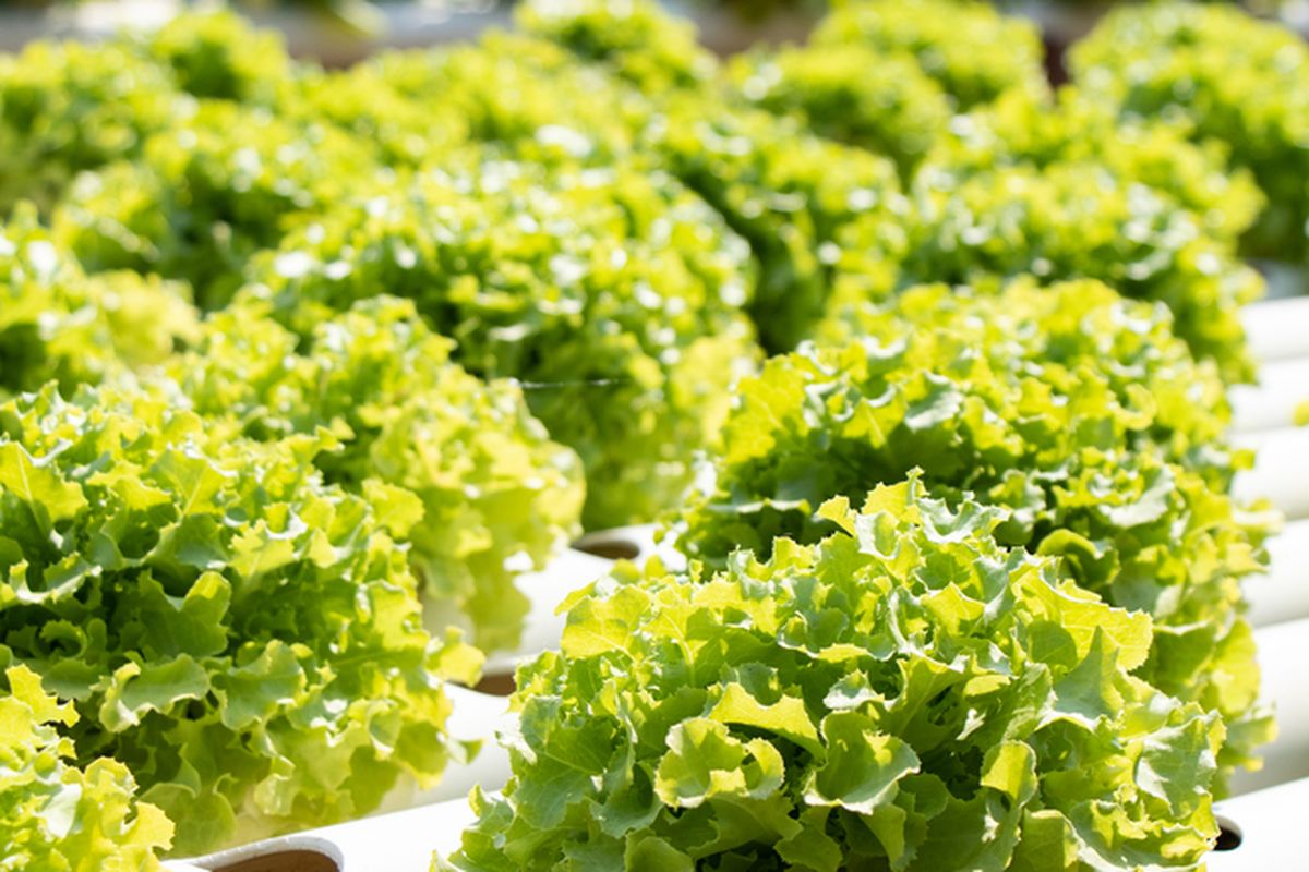 Ilustrasi selada hidroponik, menanam selada hidroponik. 