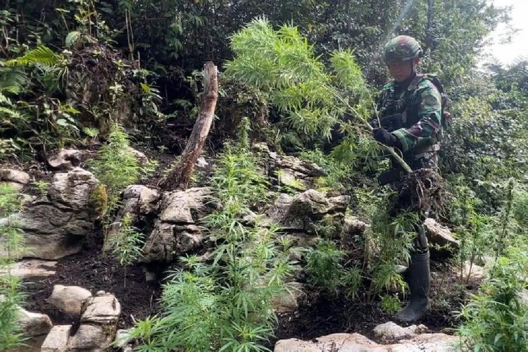 Personel Satgas Yonif 751/VJS saat menemukan ladang ganja di kampung Ngutok,Distrik Kabiding, Pegunungan Bintang 