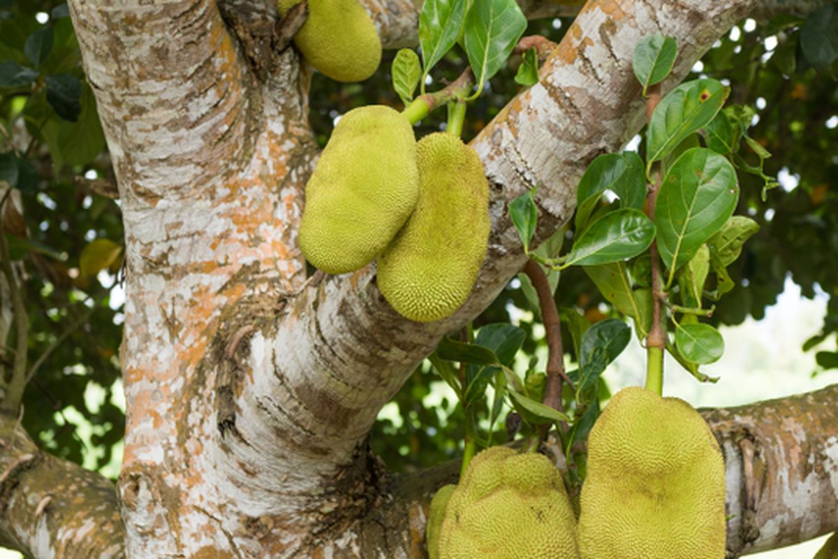 Ilustrasi pohon nangka, menanam nangka. 