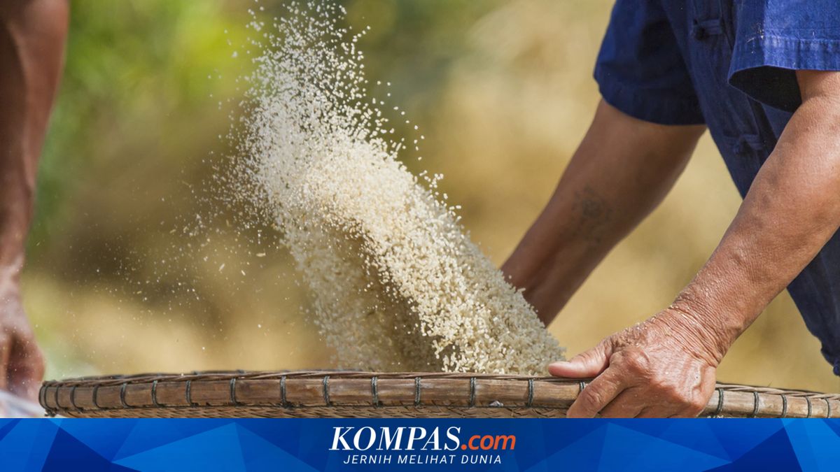 Produksi Beras Indonesia Melandai usai Panen Raya, Pasokan Masih Aman?