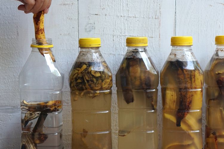 Ilustrasi membuat pupuk cair dari kulit pisang. 