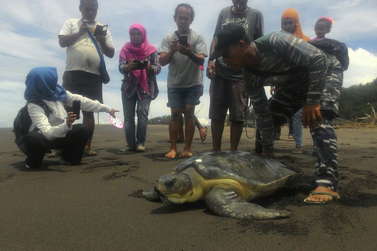 Penyu hijau sempat dirawat semalam di kolam pemandian wisatawan di Pantai Congot, Kulon Progo, Yogyakarta. Penyu dirawat karena tampak lemas setelah tersangkut jaring nelayan, Rabu (28/2/2018) sore lalu. Warga pun mengembalikannya ke laut Pantai Congot, Kamis (1/3/2018) siang.