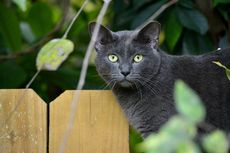 Kenapa Kucing Rumahan Hidup Lebih Lama daripada Kucing Liar?