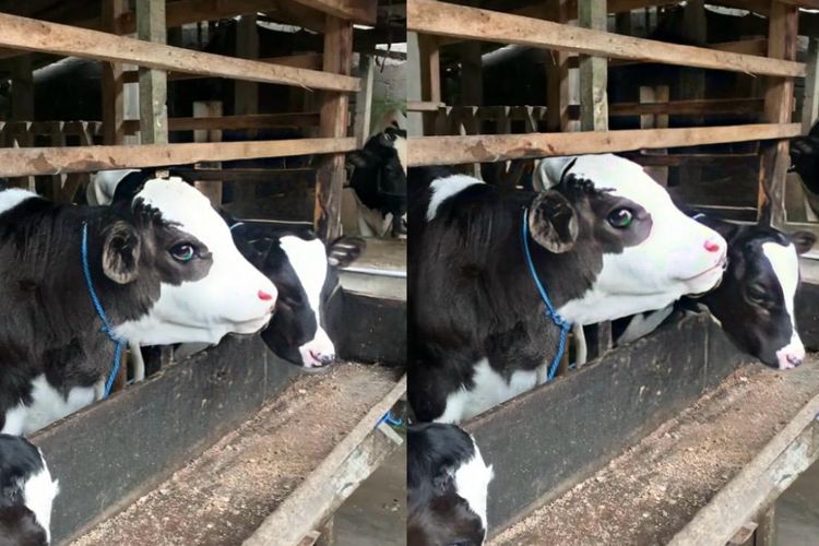 Gembul, Si Sapi Good Looking asal Boyolali dengan Sebutan Kembang Kandang
