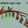 Bagaimana Proses Metamorfosis pada Kupu-kupu?