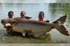 Ikan Lele Raksasa Ditangkap di Sungai Mekong, Beratnya Mencapai Nyaris 200 Kilogram