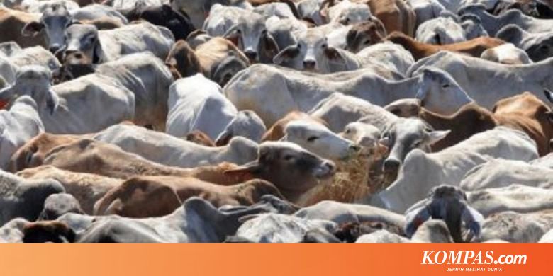 Peternakan Sapi Di Australia Milik Orang Indonesia