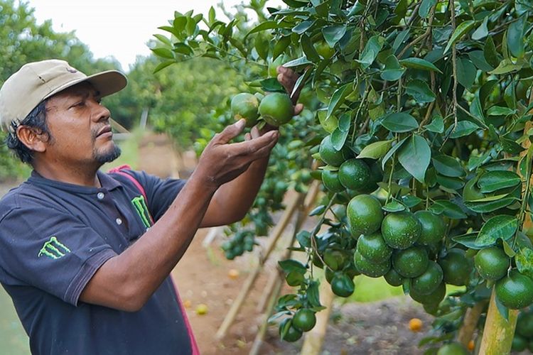 Ilustrasi salah satu petani jeruk di Desa Semboro di Kabupaten Jember, Jawa Timur (Jatim). 