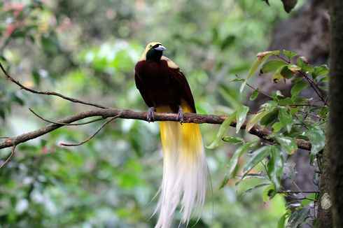 Lewat Ekowisata, Hutan Papua dan Kekayaannya Bisa Terlestarikan