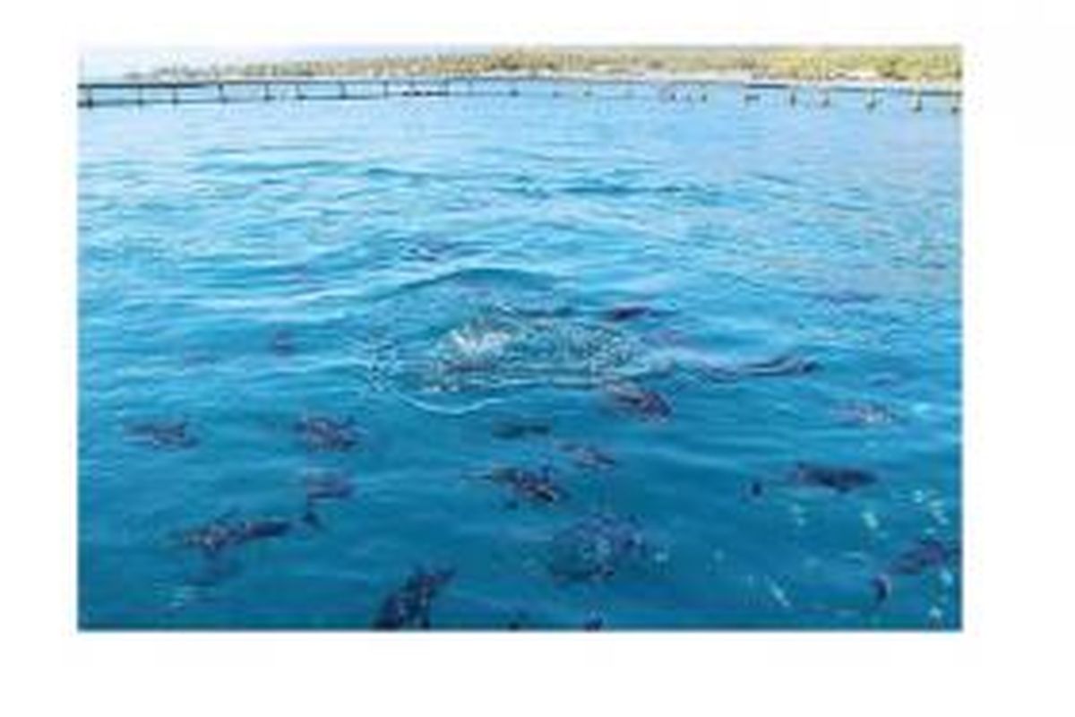 Lima karamba jaring apung disiapkan untuk pengembangan budidaya tuna sirip kuning di perairan Gondol, Kabupaten Buleleng, Bali, akhir Mei 2014.