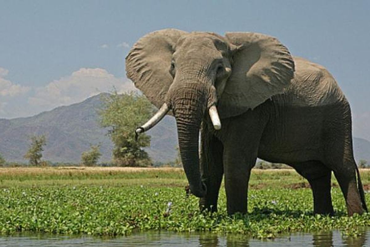 Gajah Afrika,