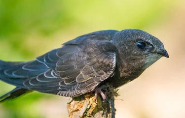 6 Burung Tercepat di Udara